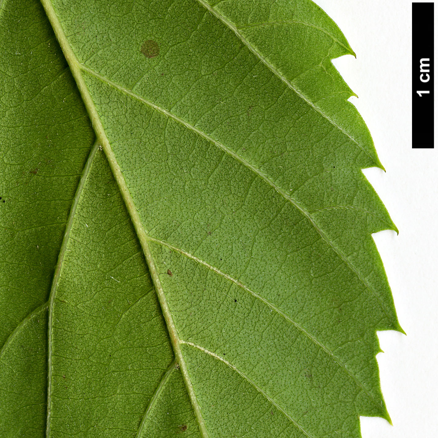 High resolution image: Family: Cannabaceae - Genus: Aphananthe - Taxon: aspera